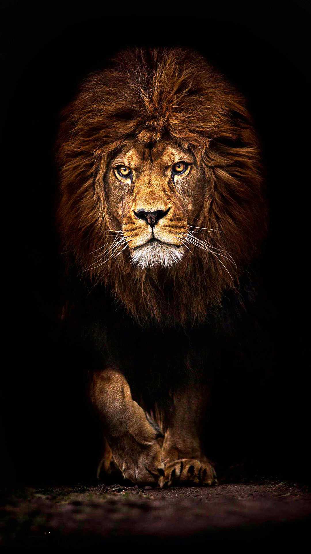 Lion Colours iPhone Wallpaper HD  iPhone Wallpapers
