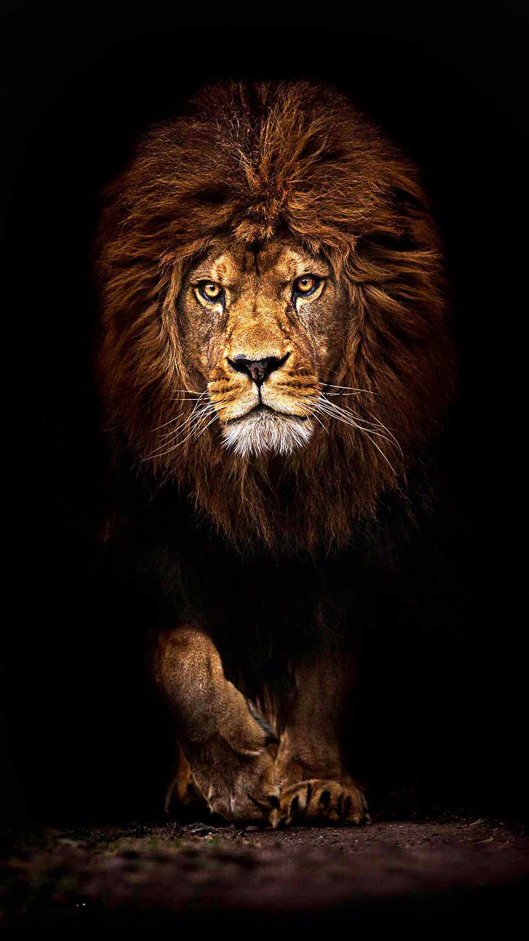 Lion Wallpapers