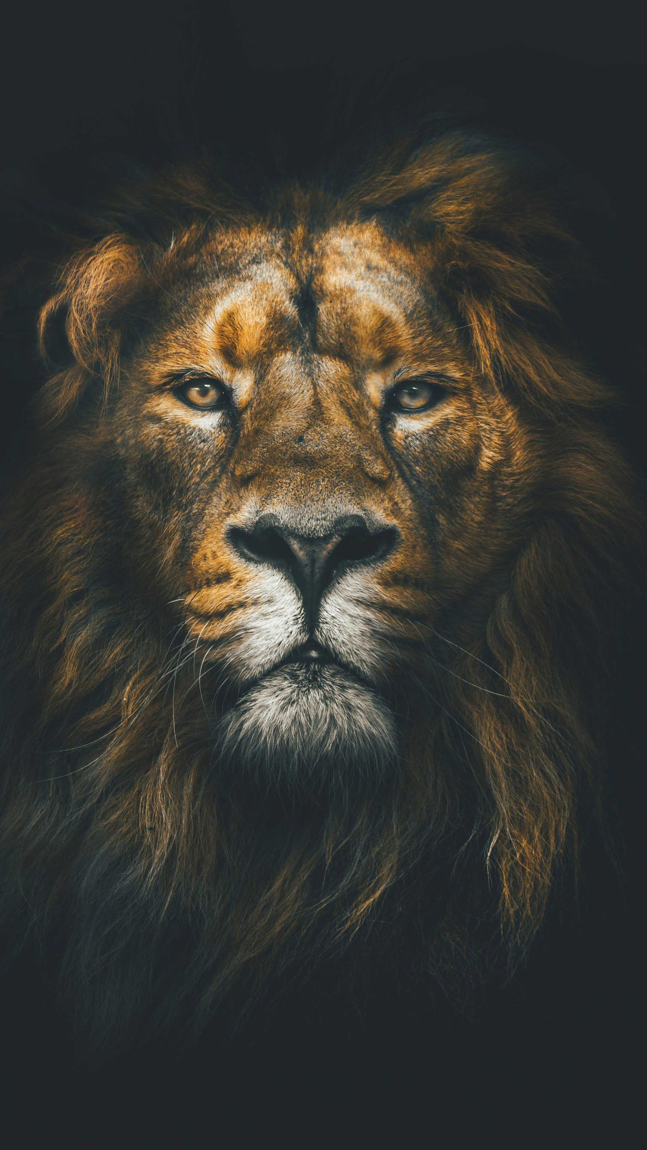 Lion Wallpapers