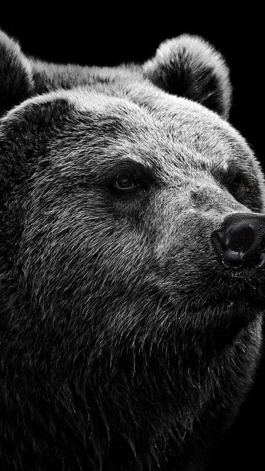 Bear Wallpapers