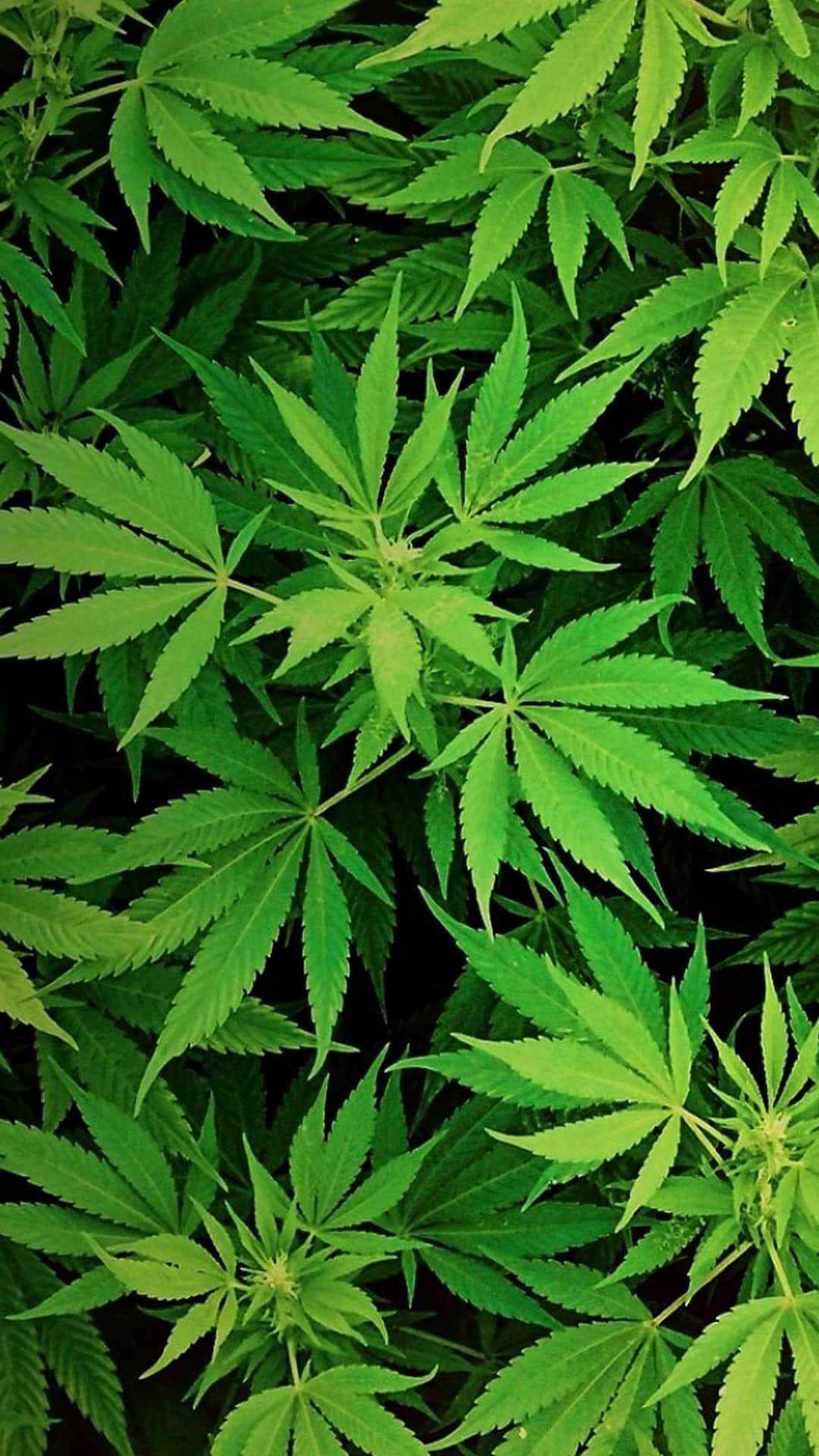 Weed Wallpapers