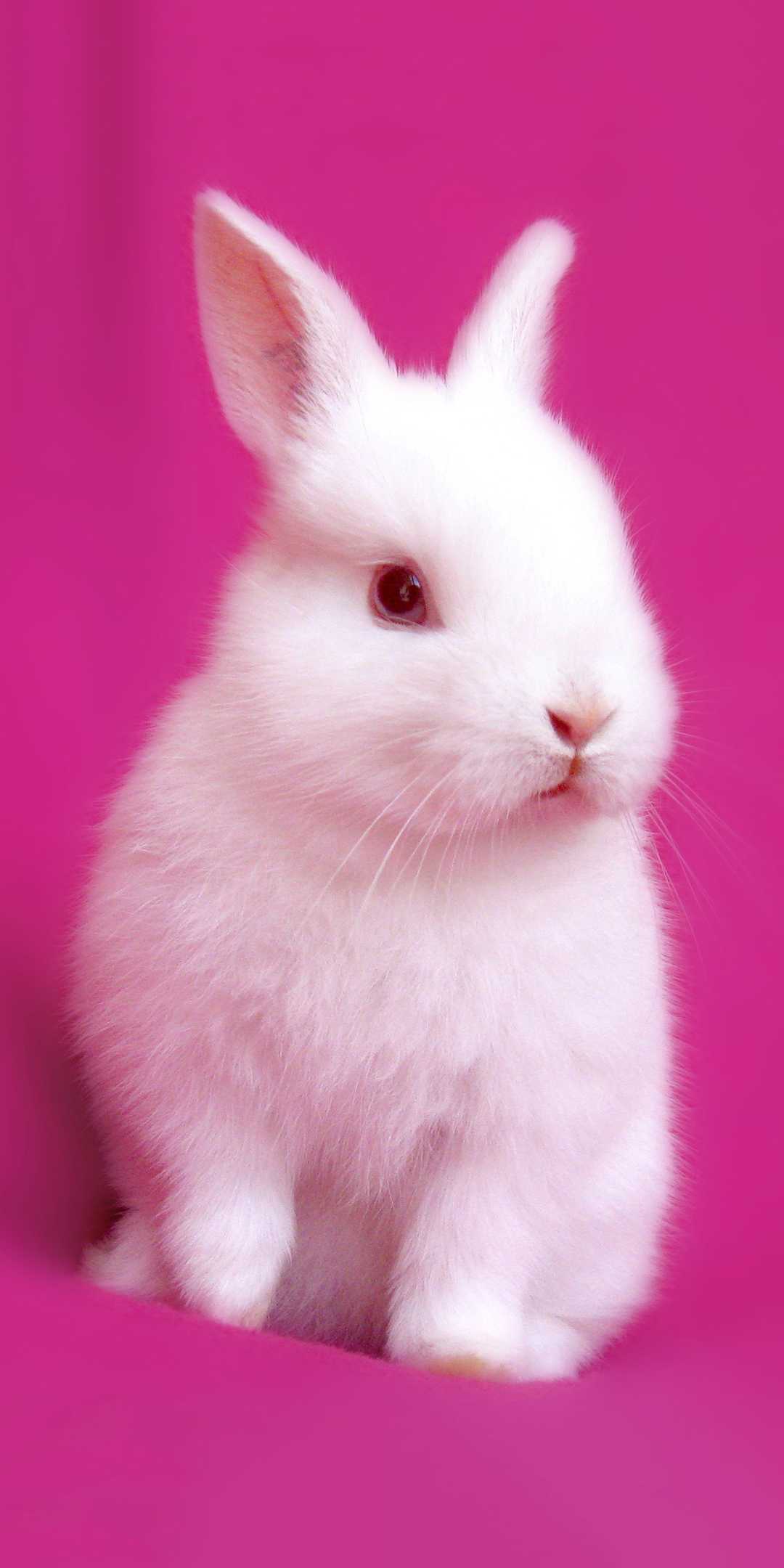 Rabbit Wallpapers