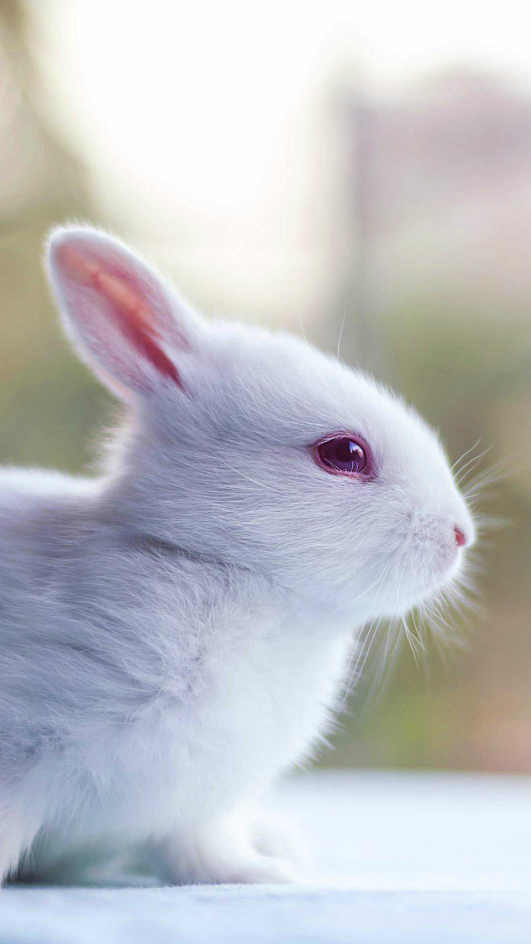 Rabbit Wallpapers