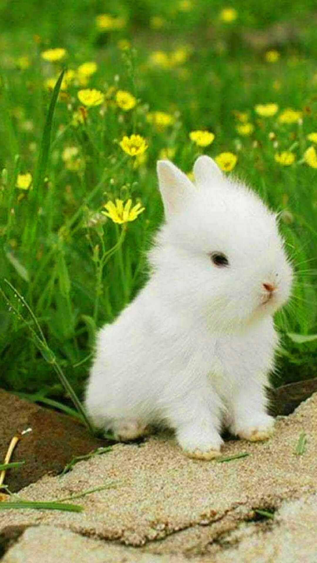 Rabbit Wallpapers