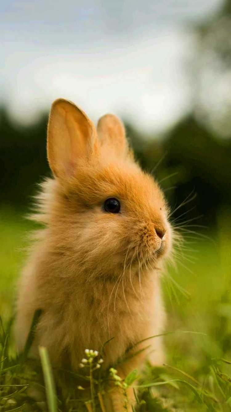 Rabbit Wallpapers