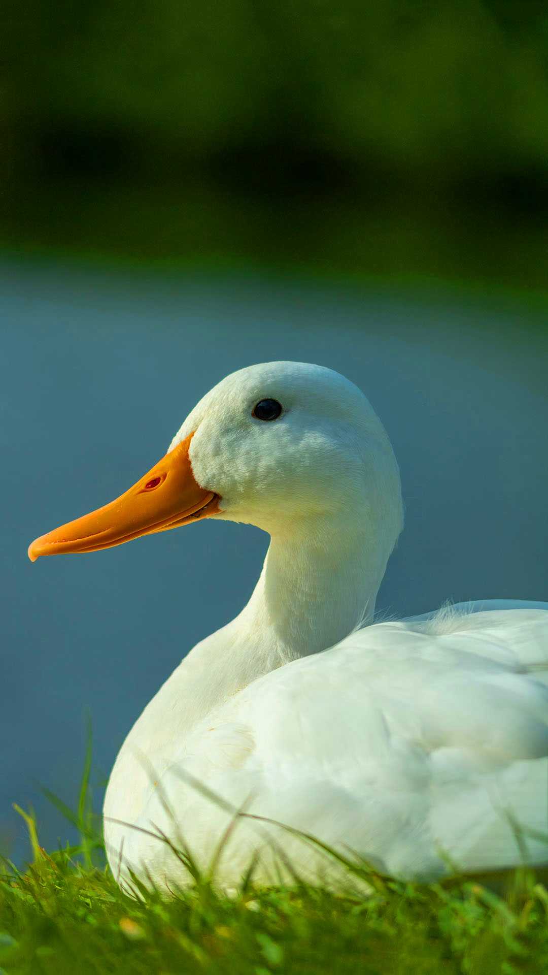 Duck Wallpapers