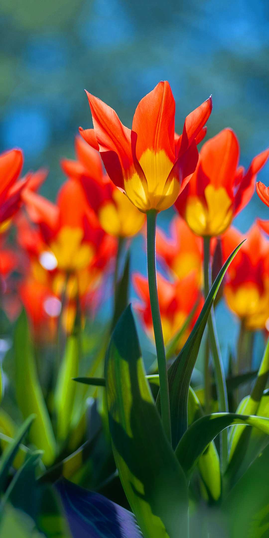 Spring Flowers Wallpapers