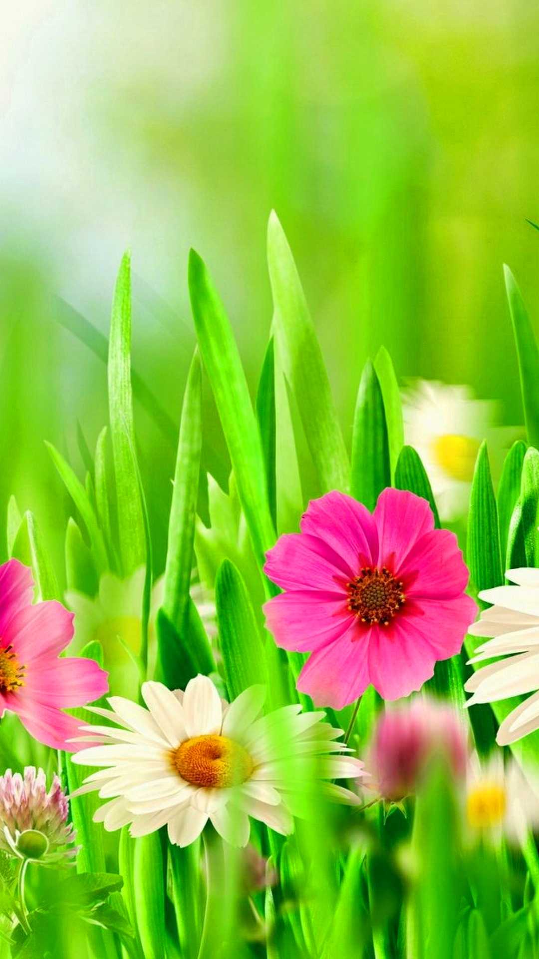 Spring Flowers Wallpapers