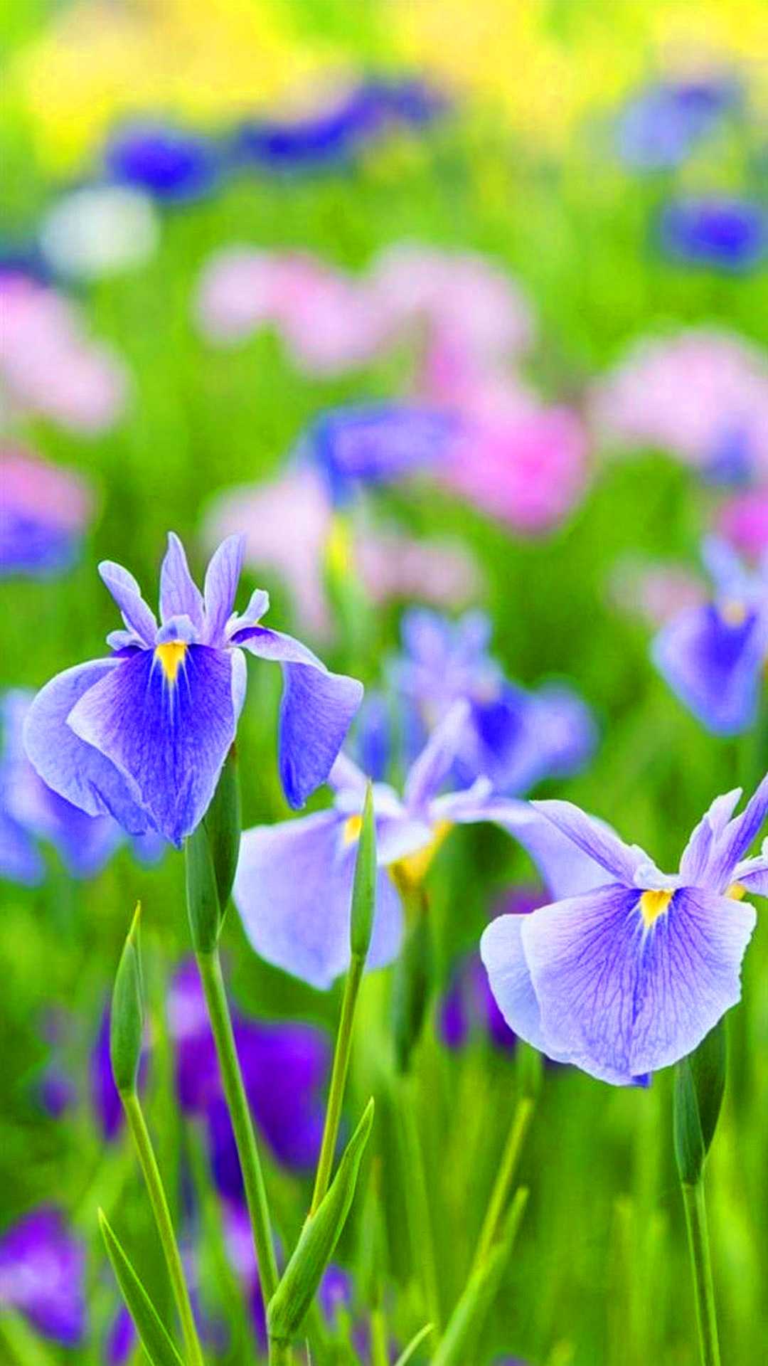 Spring Flowers Wallpapers