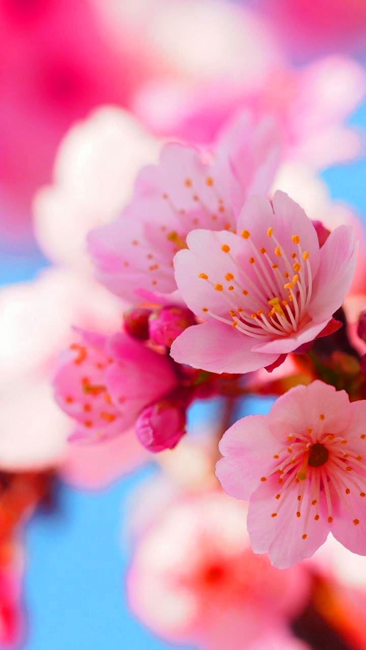 Cherry Blossom Wallpapers