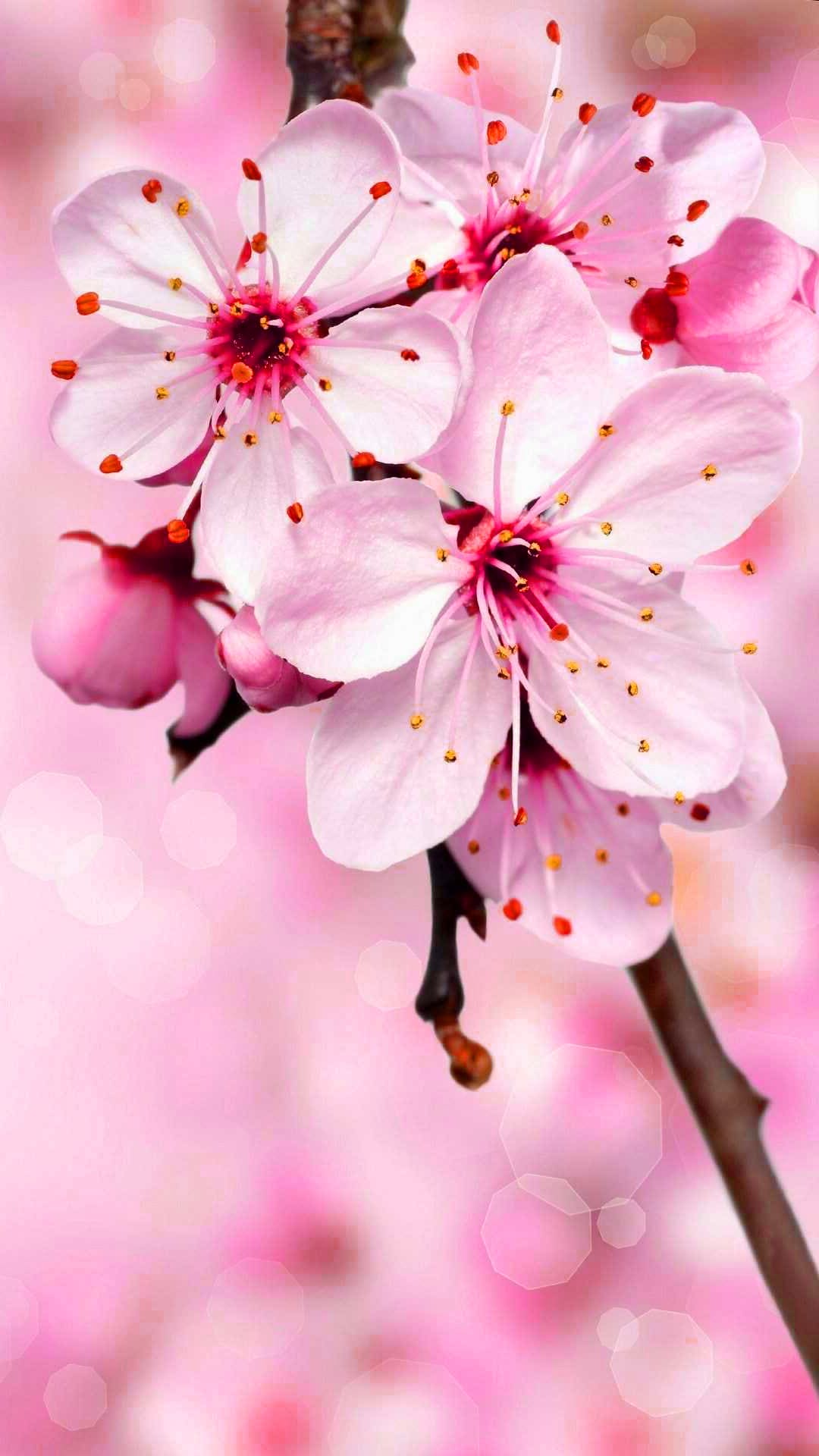 Cherry Blossom Wallpapers