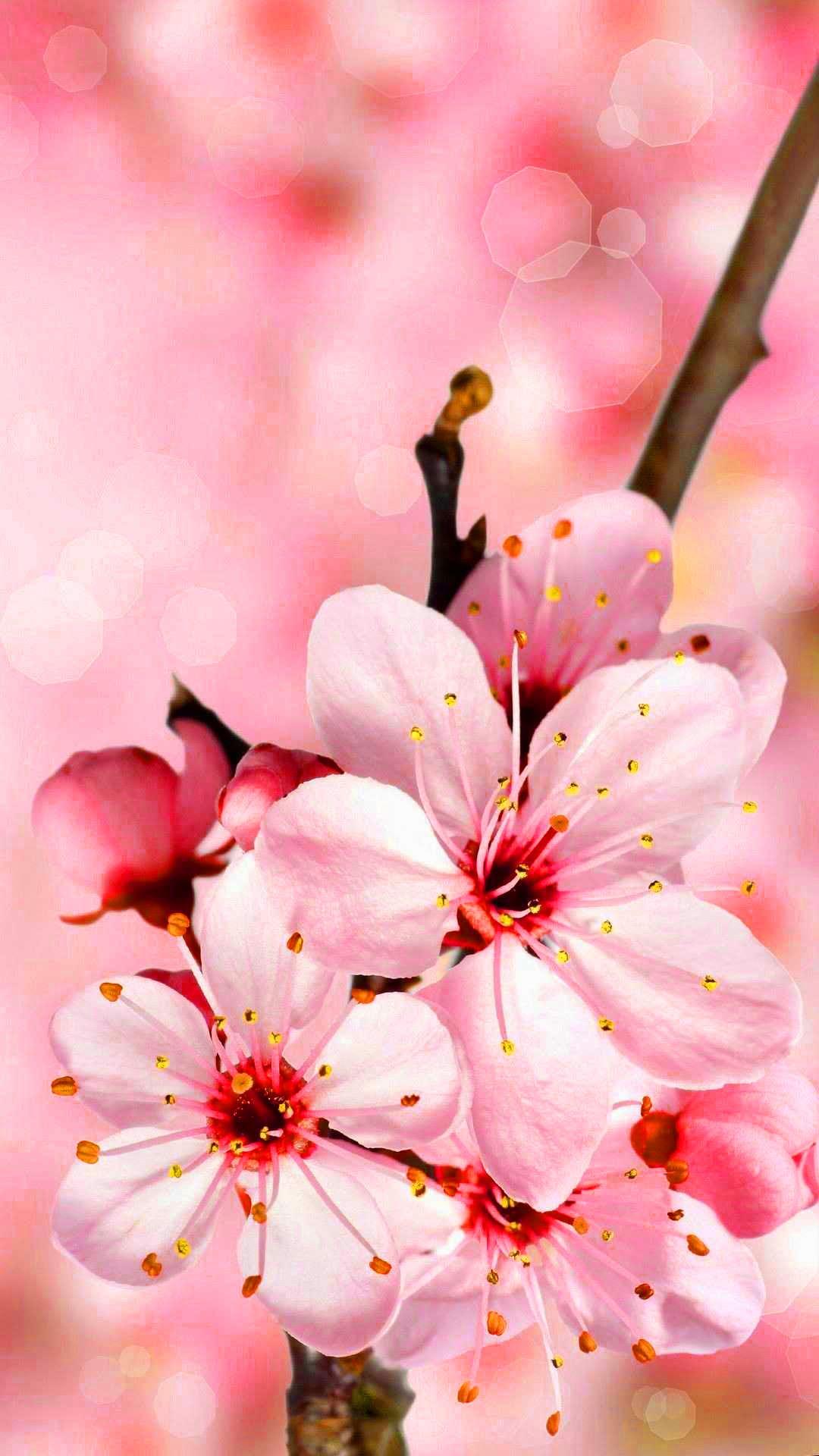 Cherry Blossom Wallpapers