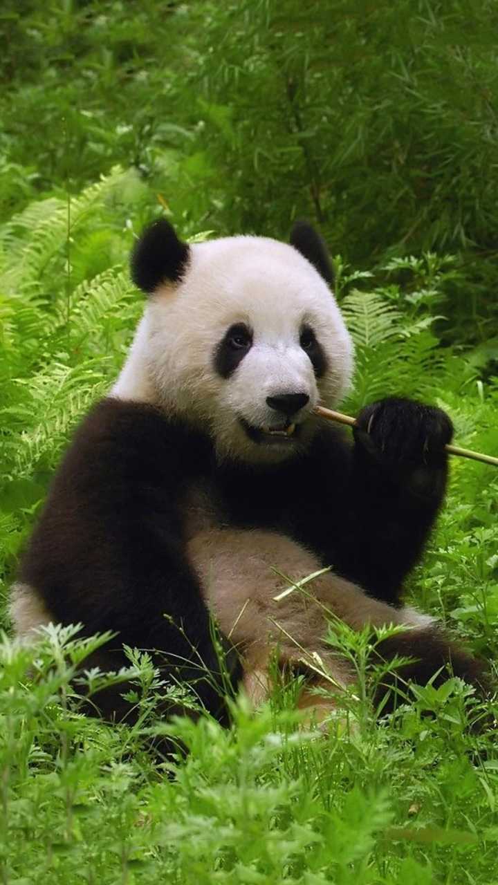 Panda Wallpapers