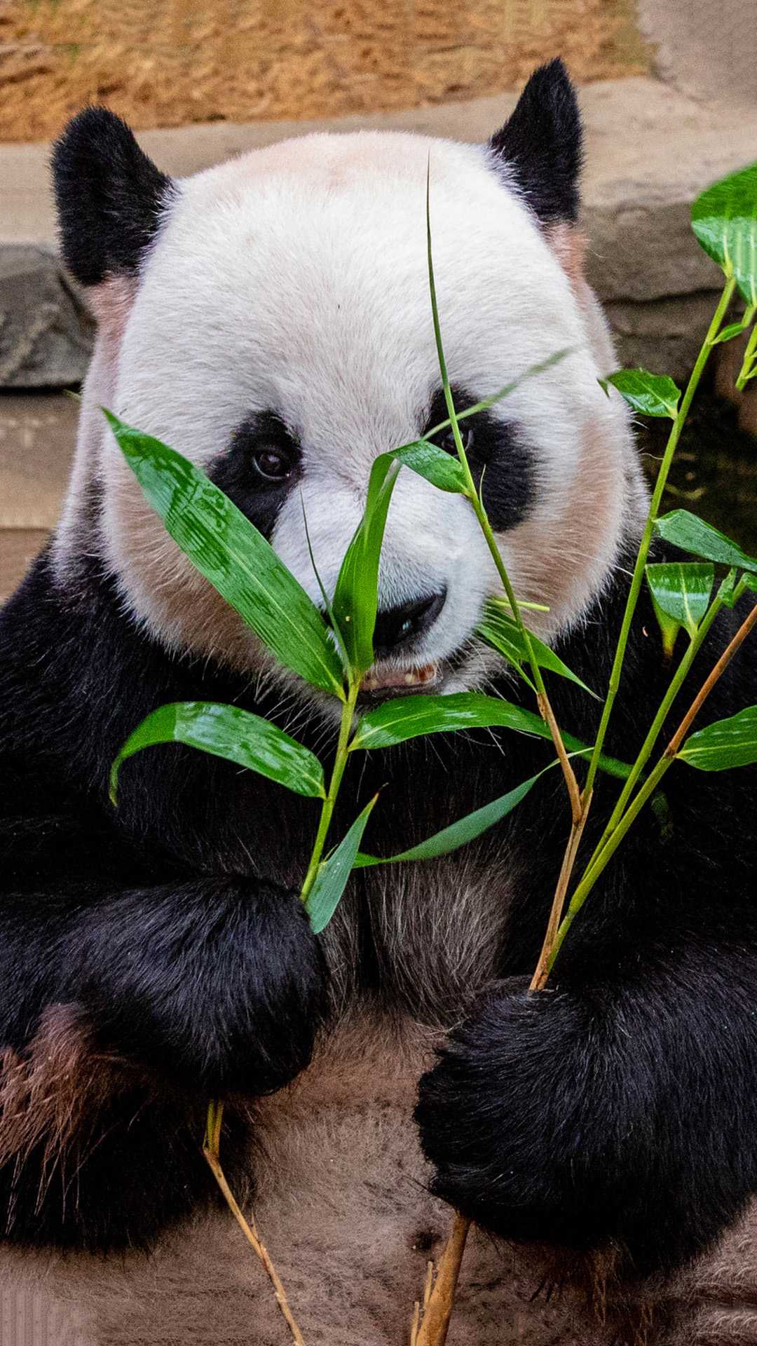 Panda Wallpapers