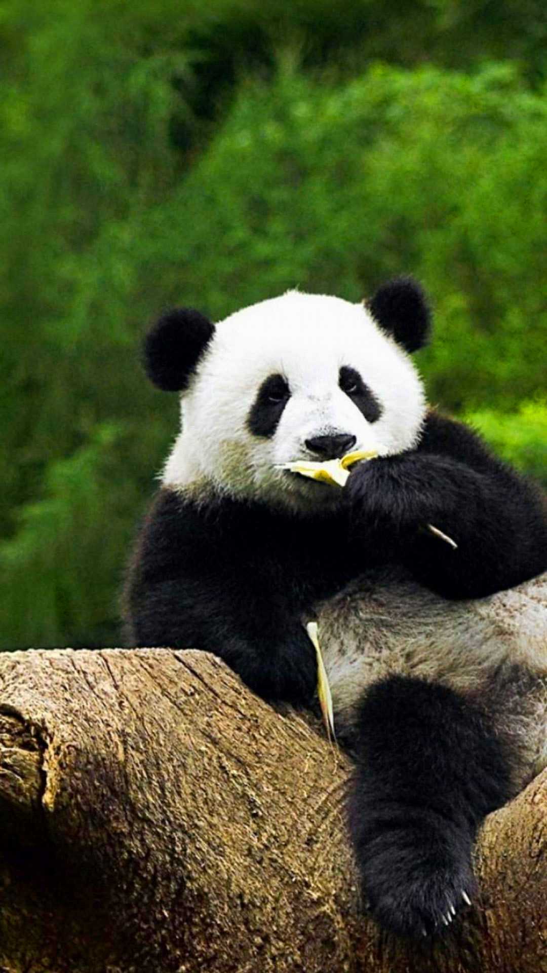 Panda Wallpapers