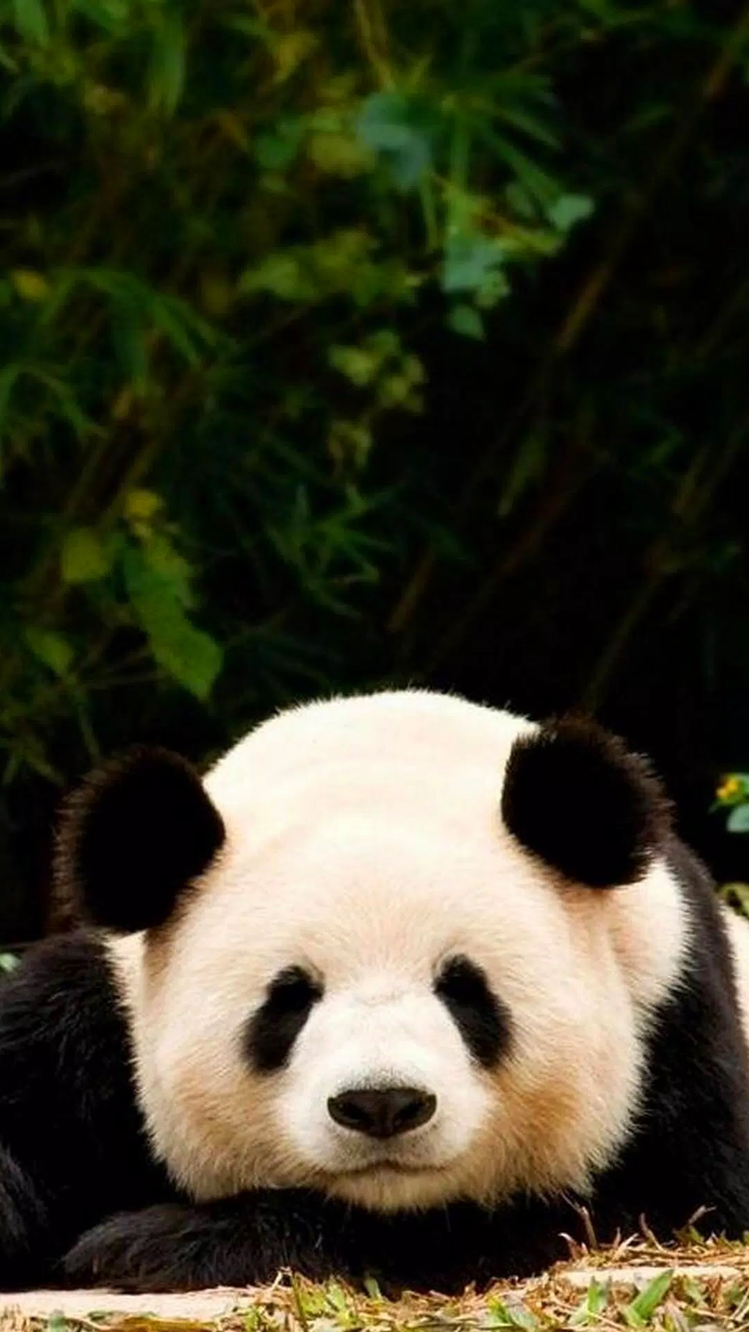 Panda Wallpapers