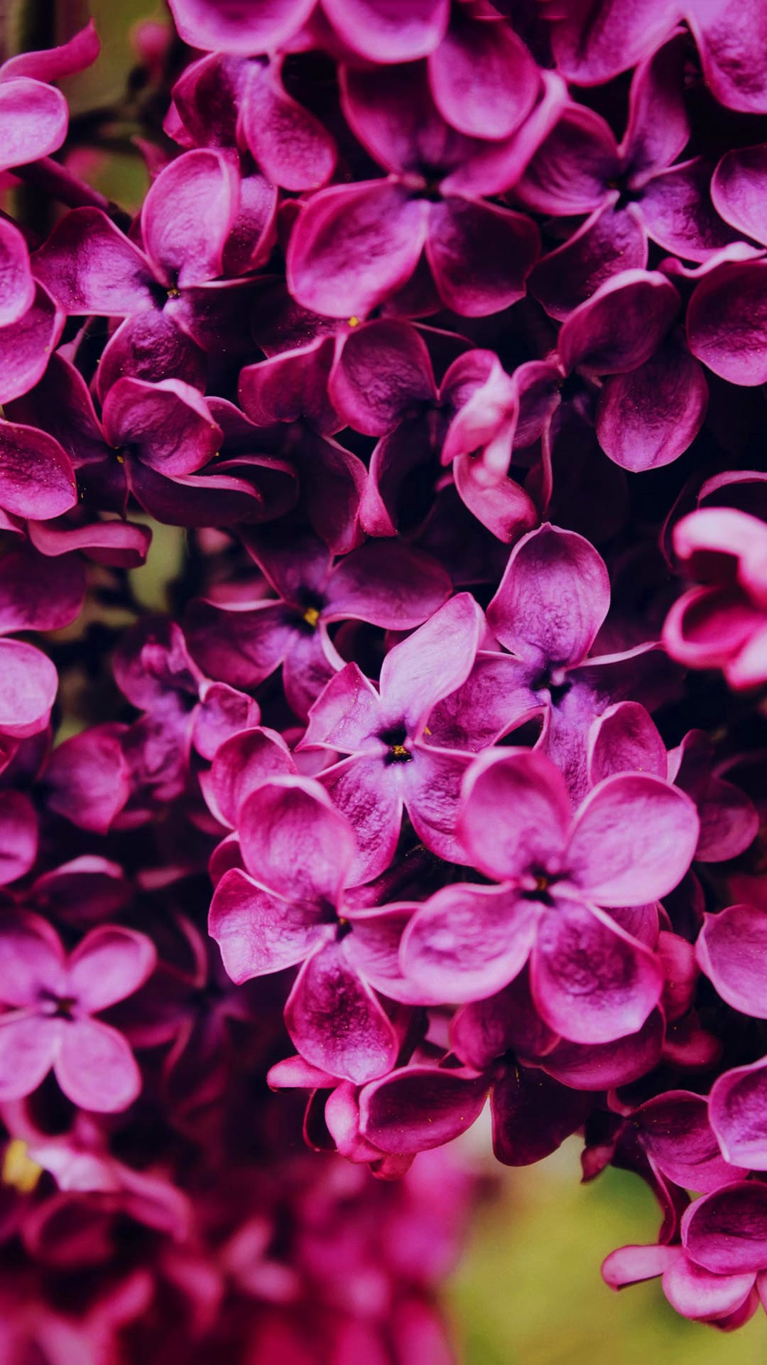 Lilac Wallpapers