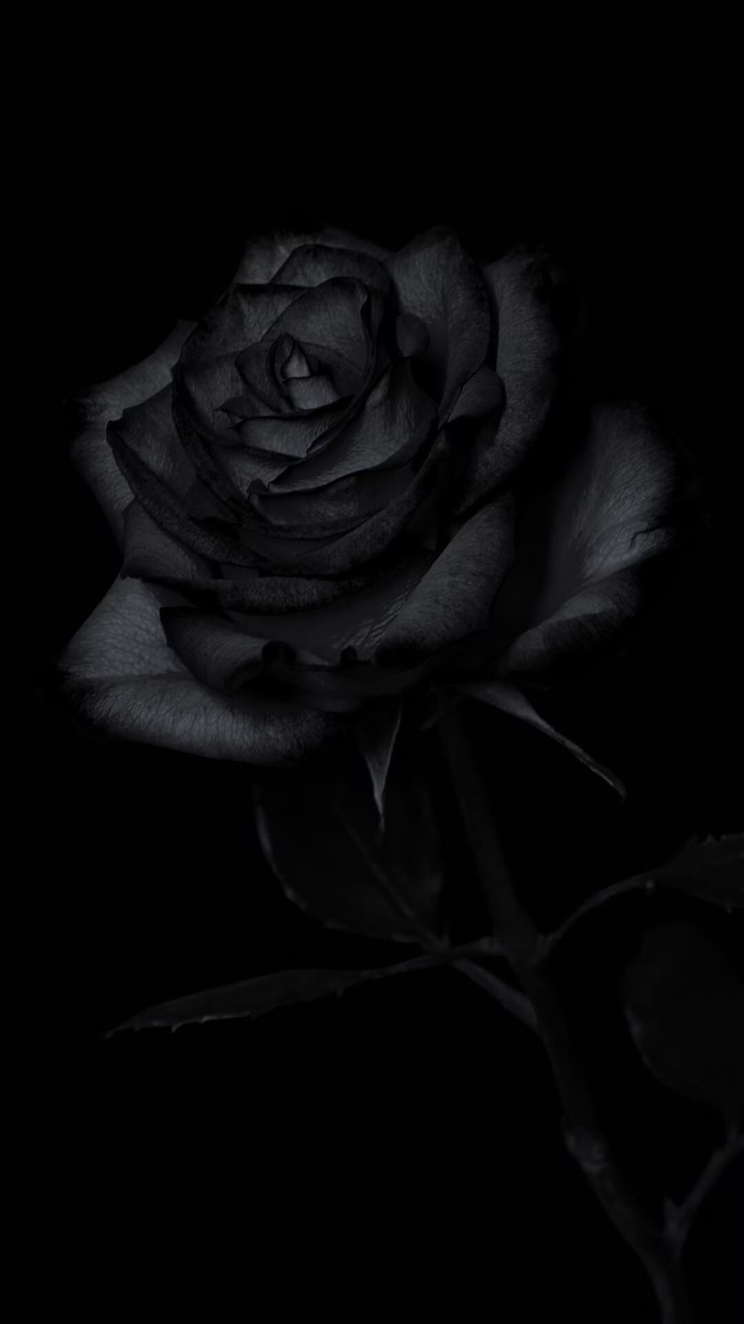 Black Rose Wallpapers