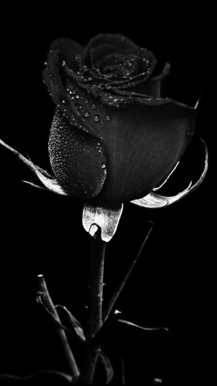 Black Roses Isolated On Black Background Stock Photo 1104371474   Shutterstock