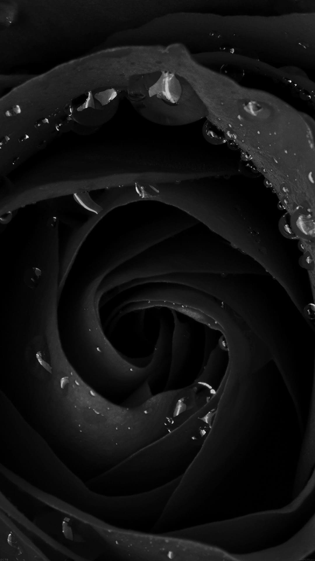 Black Rose Wallpapers