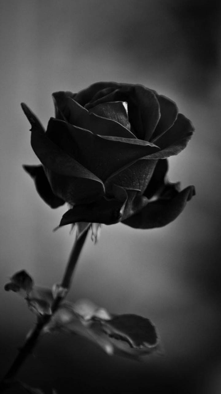 Black Rose Wallpaper - TubeWP Black Rose Wallpaper - TubeWP