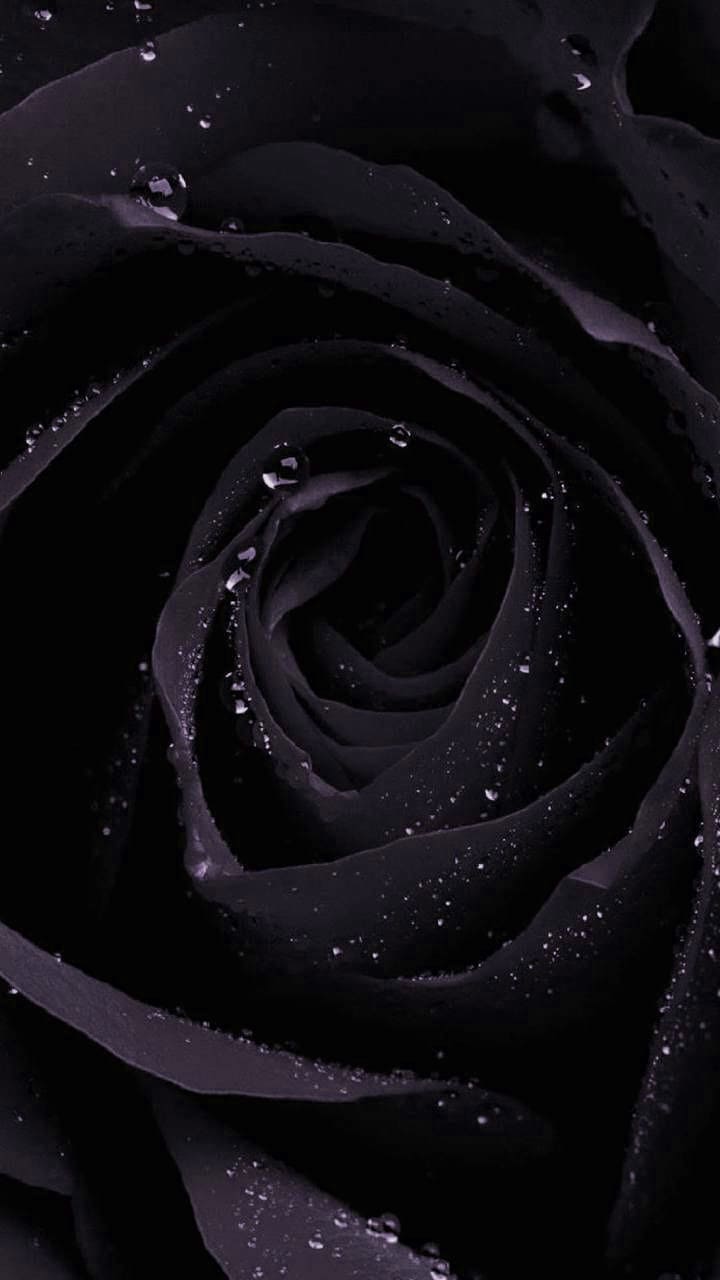 Black Rose Wallpapers