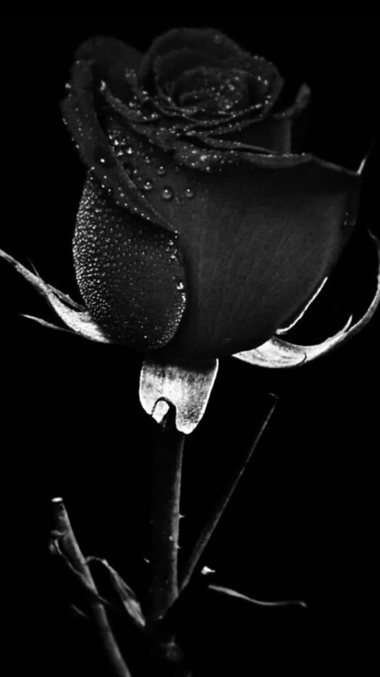 Black and Pink Rose Wallpapers  Top Free Black and Pink Rose Backgrounds   WallpaperAccess