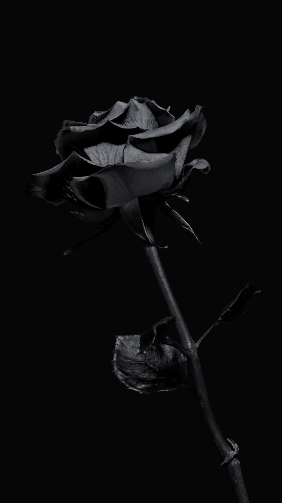 Black Rose wallpaper by milli999  Download on ZEDGE  55ae