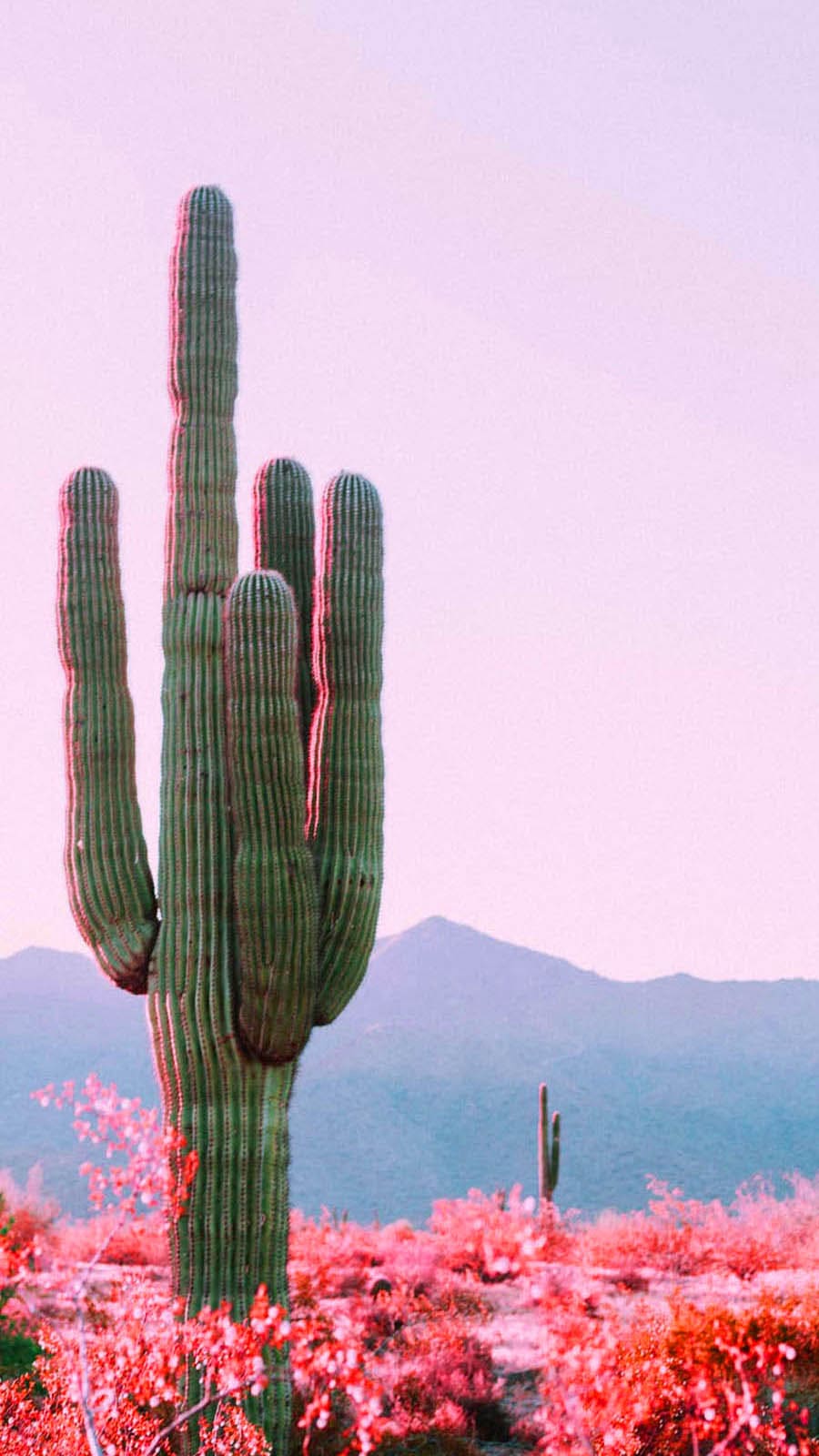 Cactus Wallpapers