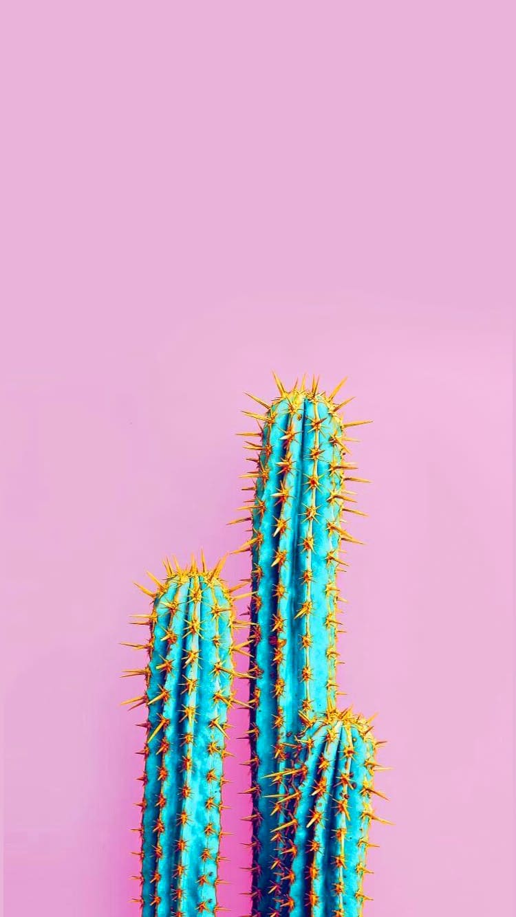 Cactus Wallpapers