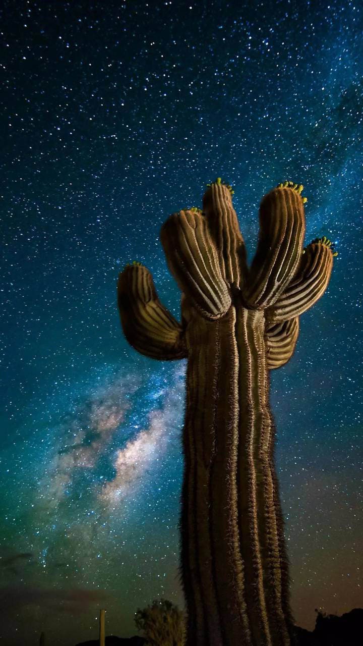 Cactus Wallpapers