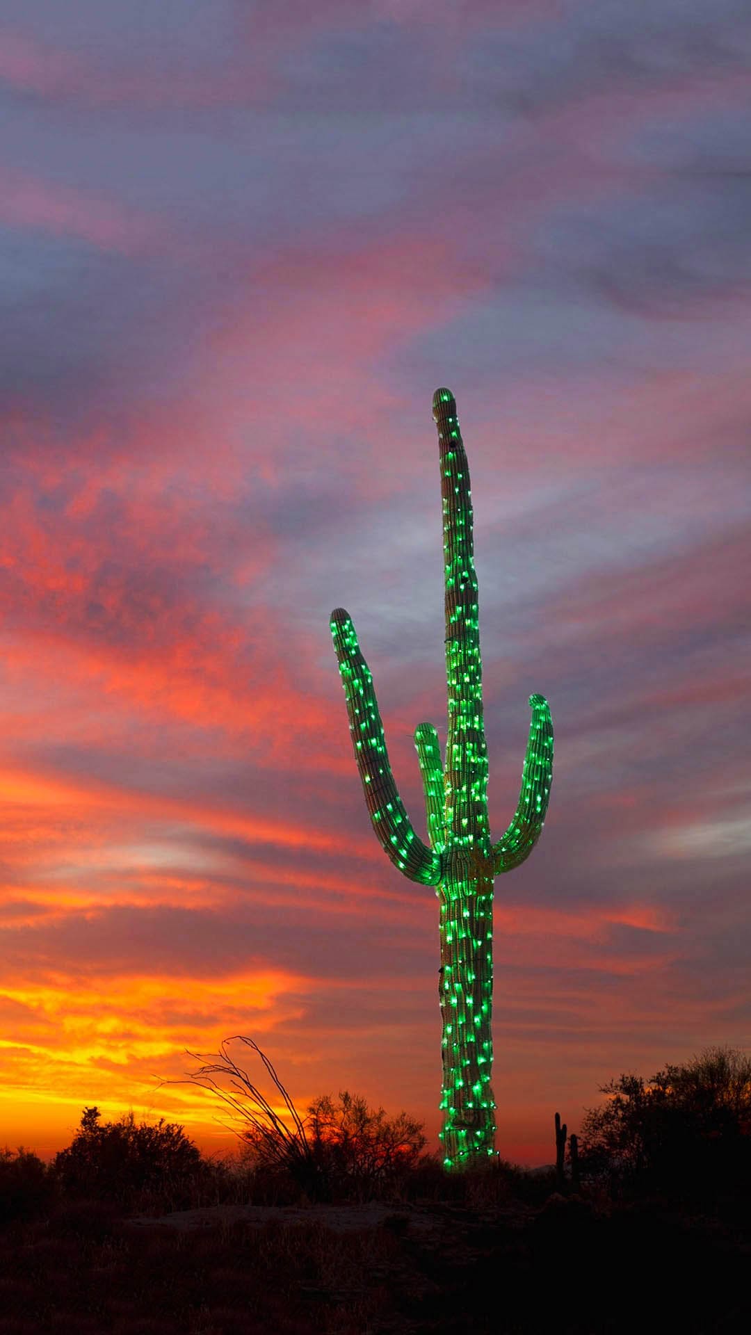 Cactus Wallpapers