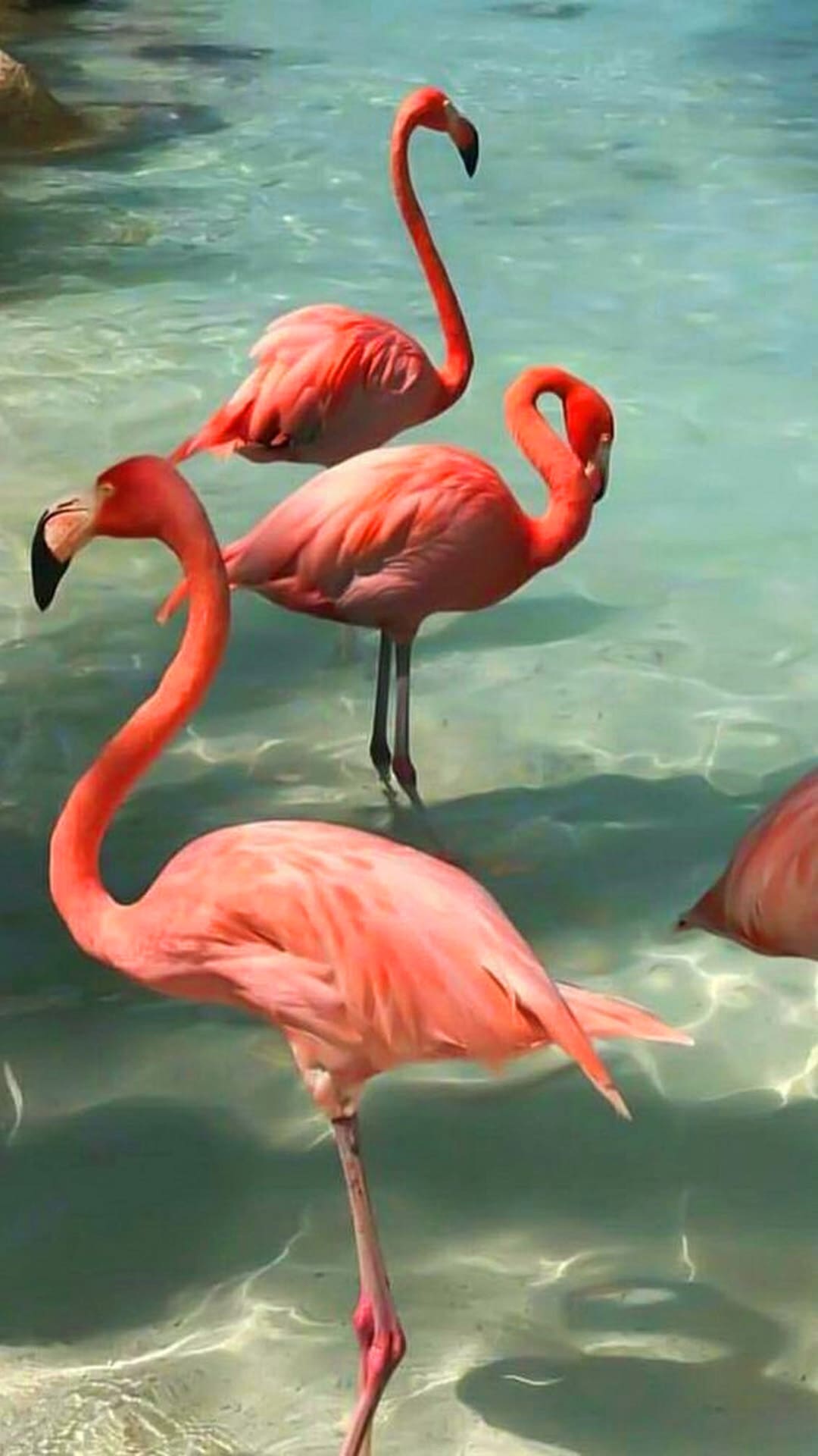 Flamingo Wallpapers