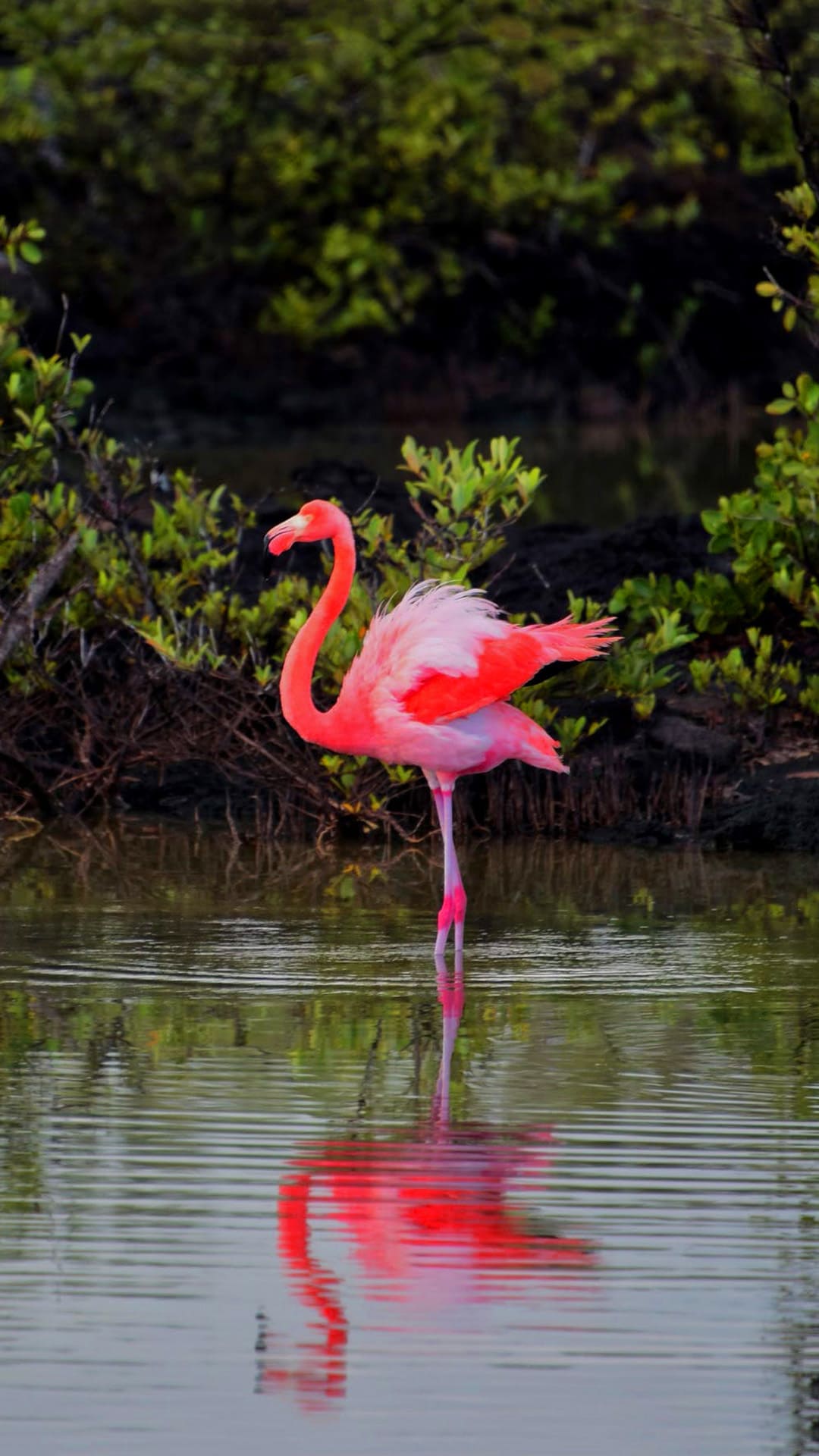 Flamingo Wallpapers