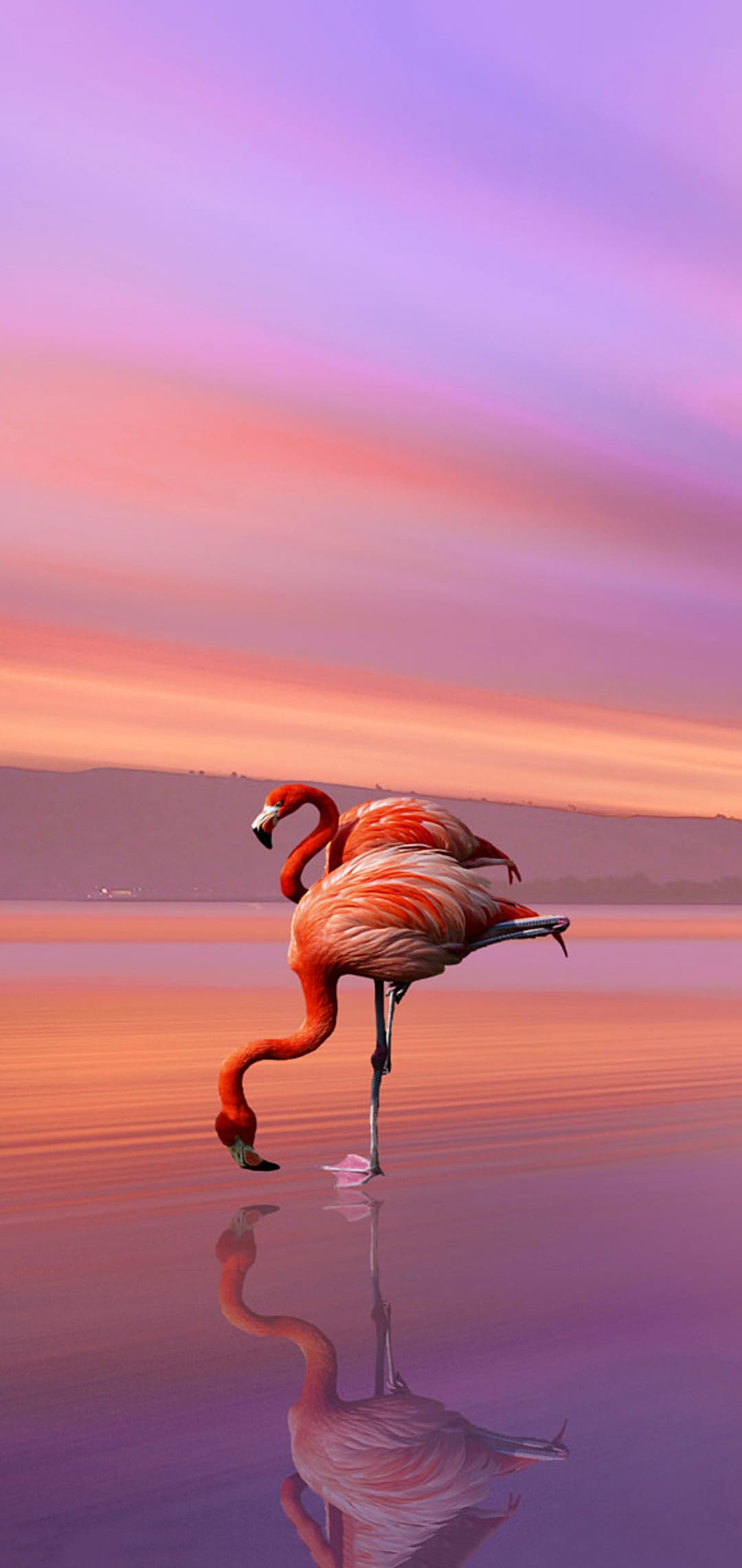 Flamingo Wallpapers