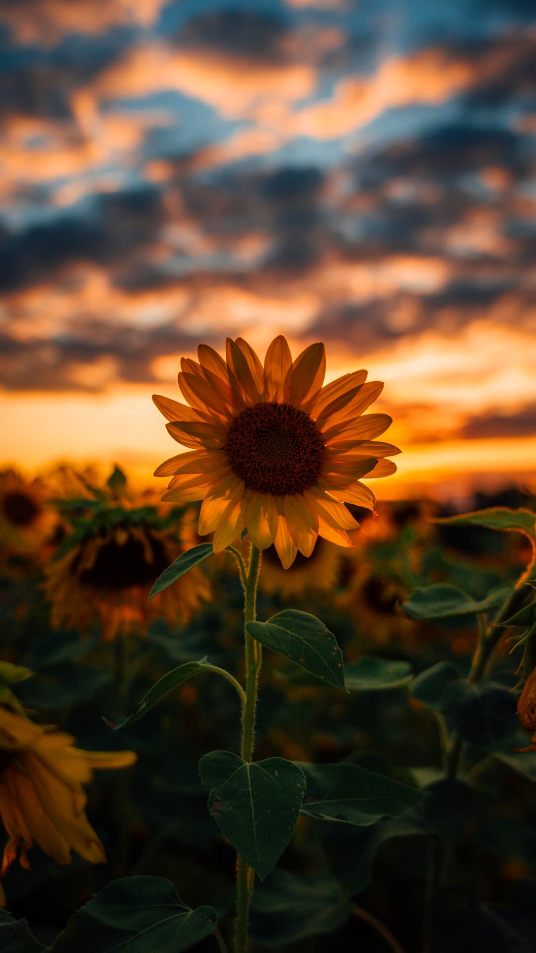 Sunflower Wallpapers