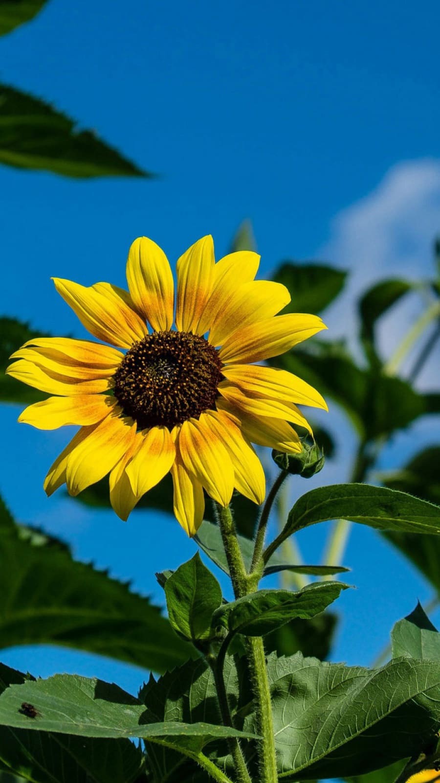 Sunflower Wallpapers