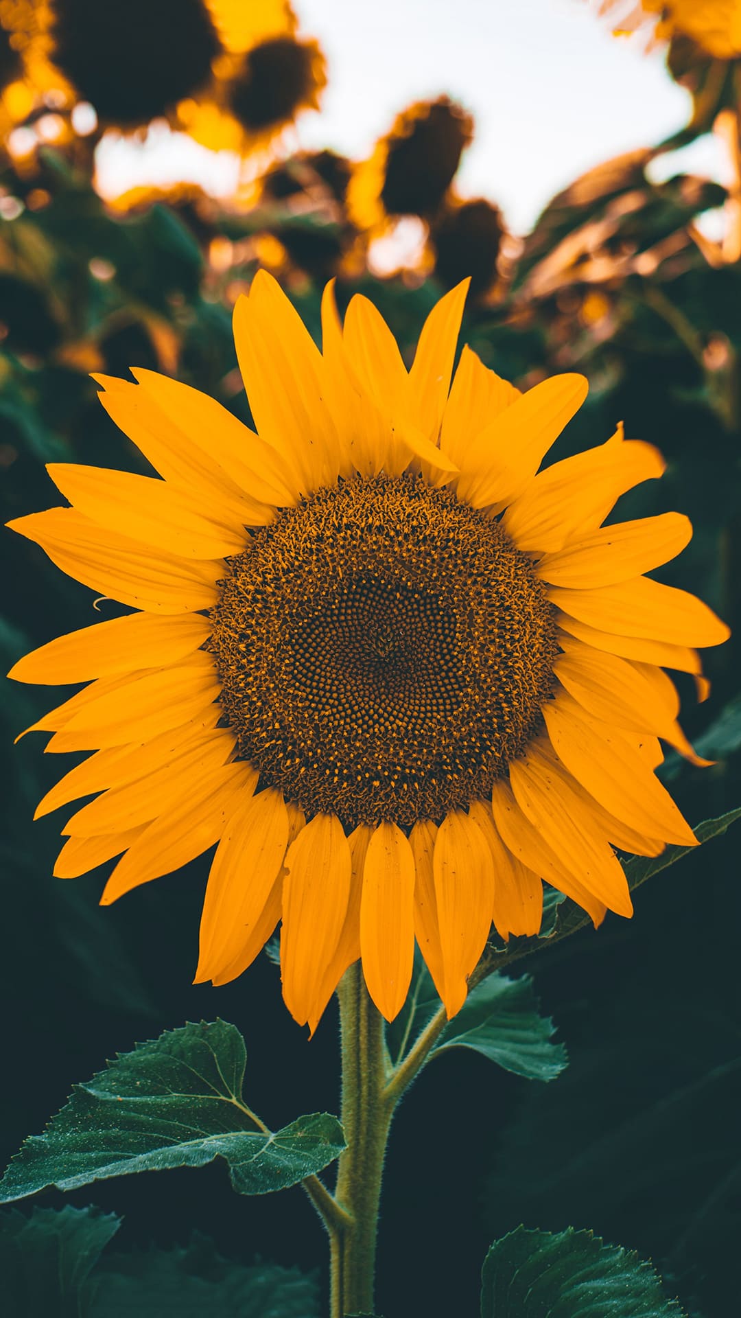 Sunflower Wallpapers