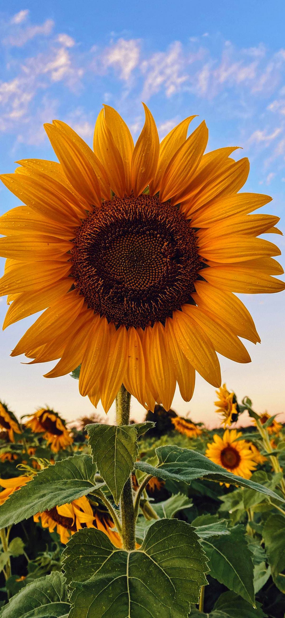 Sunflower Wallpaper - TubeWP Sunflower Wallpaper - TubeWP