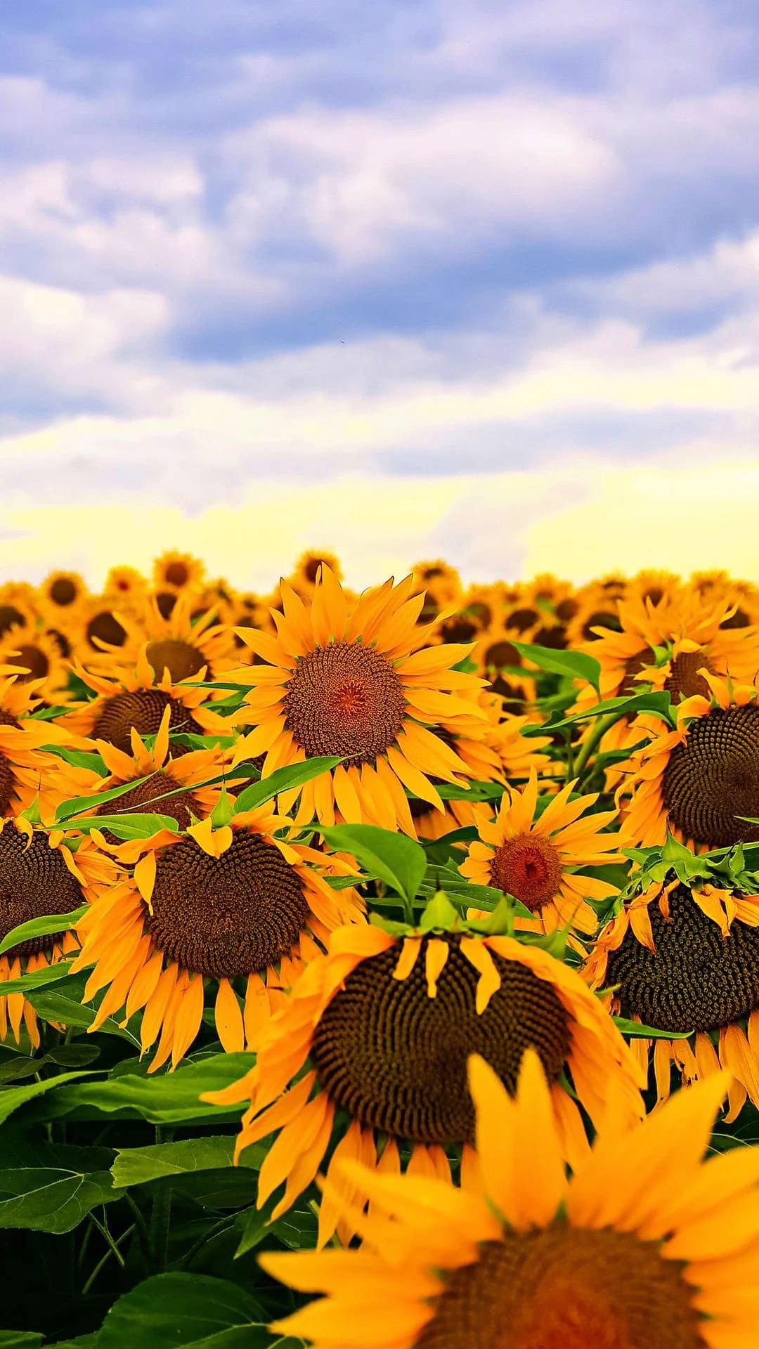 Sunflower Wallpapers