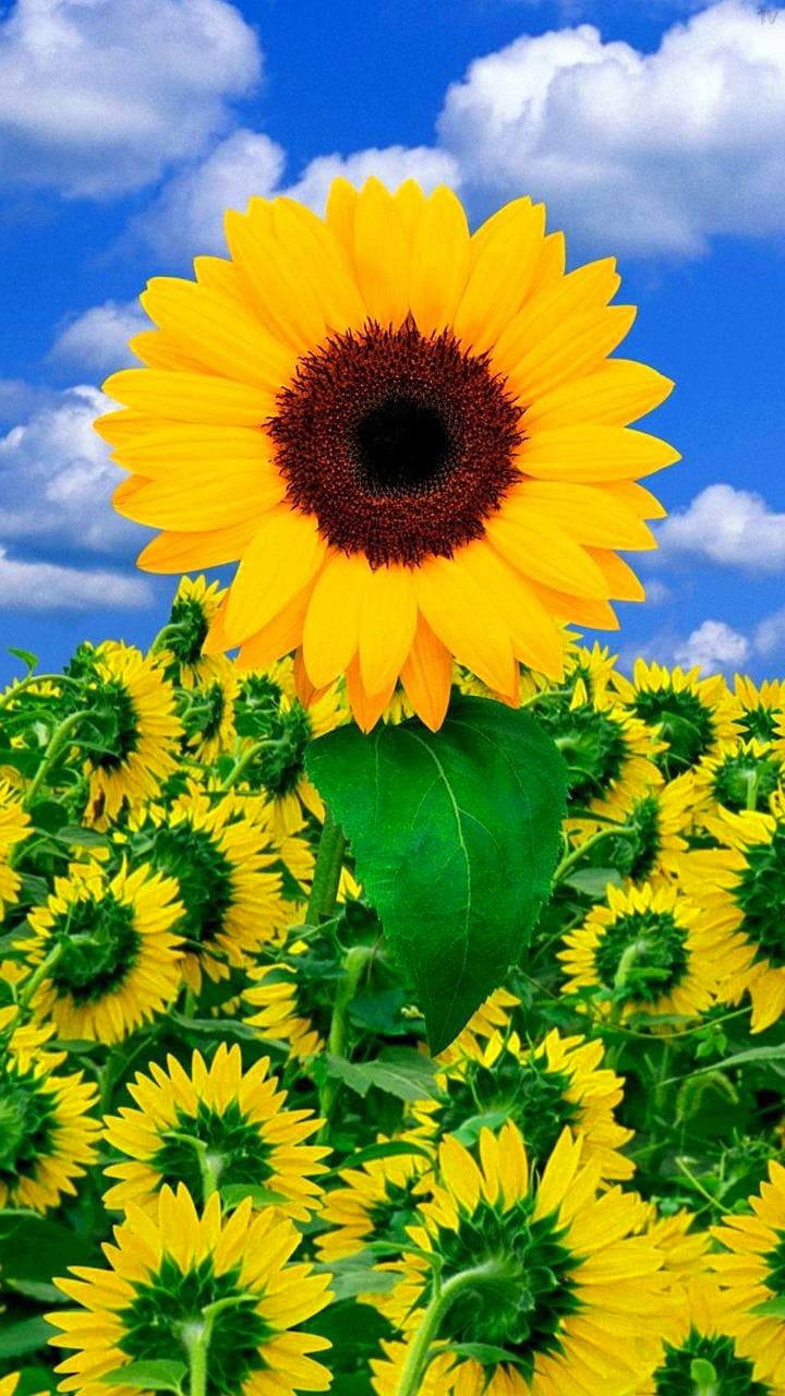 Sunflower Wallpapers