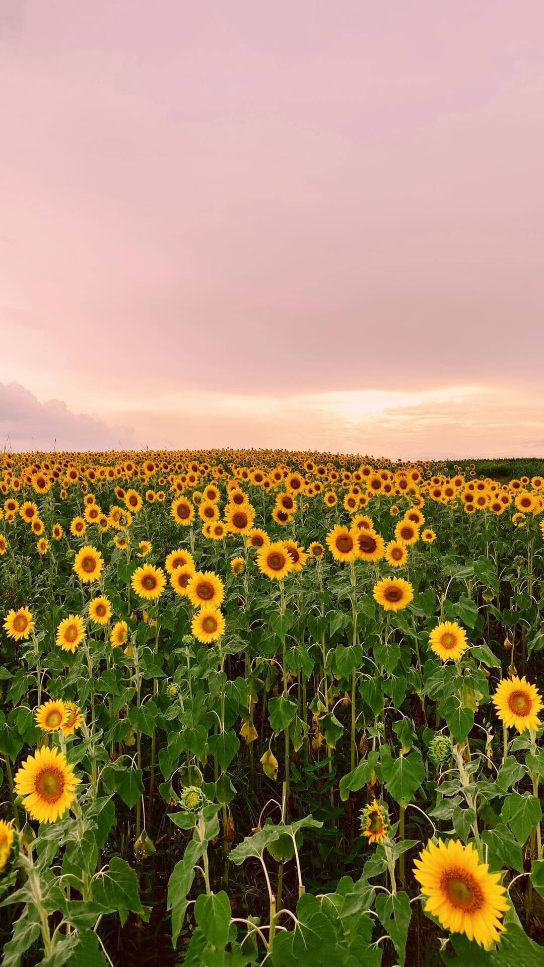 Sunflower Wallpapers