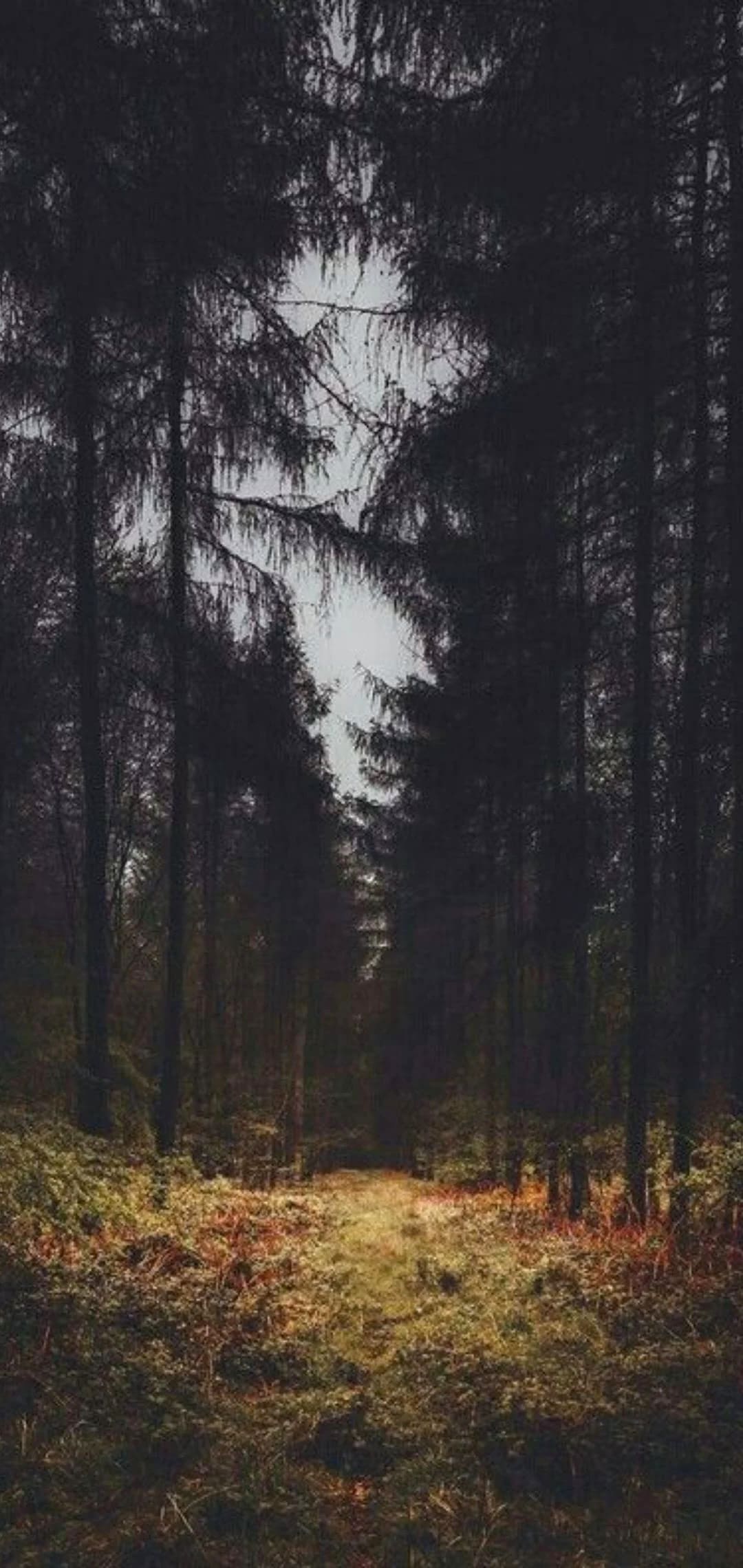 Dark Forest Wallpaper - TubeWP