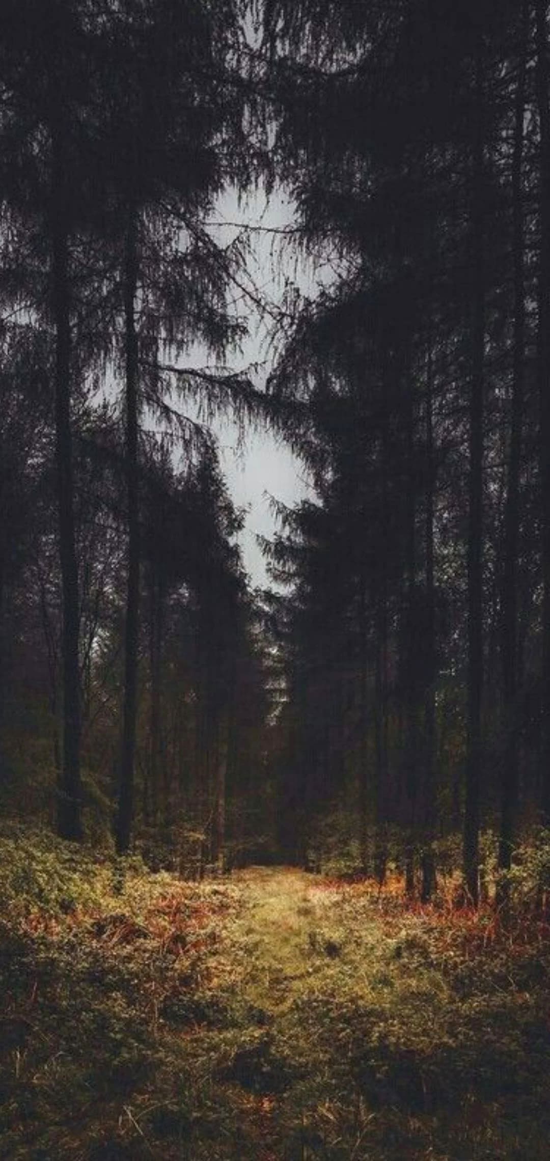 Dark Forest Wallpaper - TubeWP Dark Forest Wallpaper - TubeWP