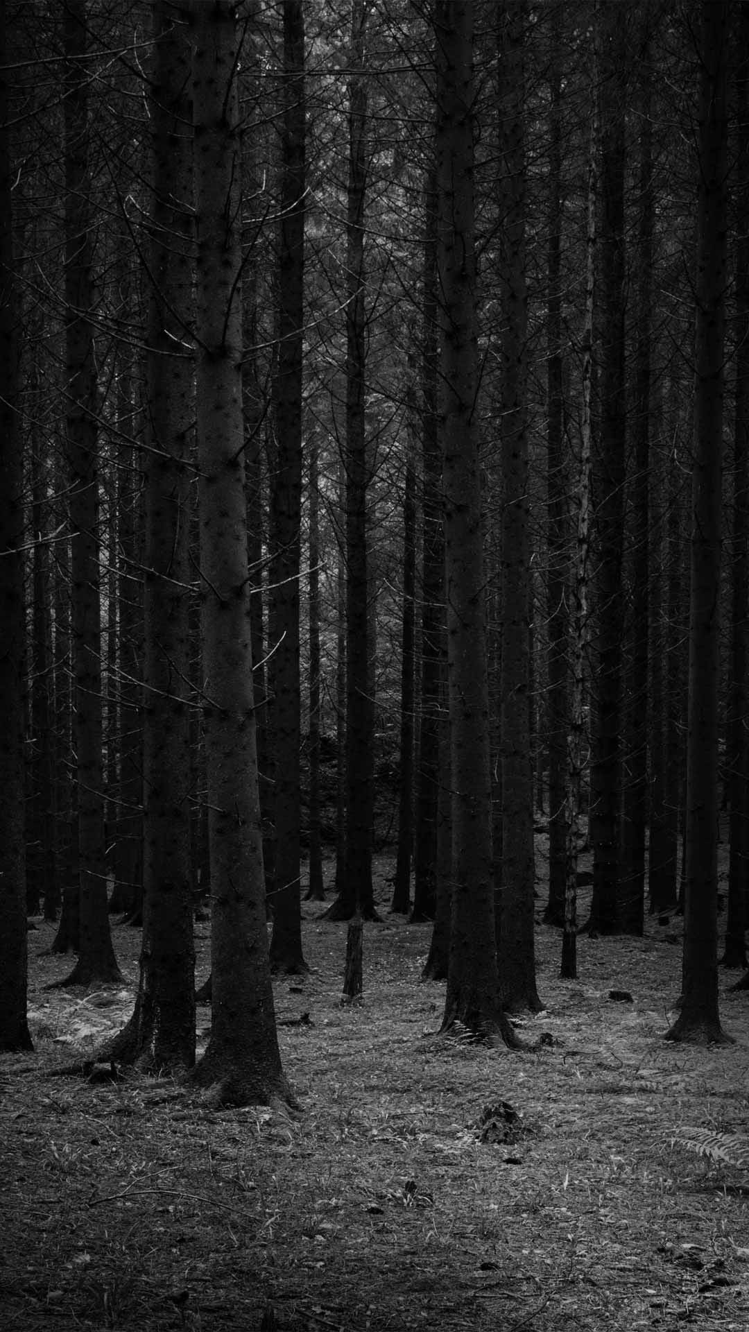 Dark Forest Wallpaper - TubeWP