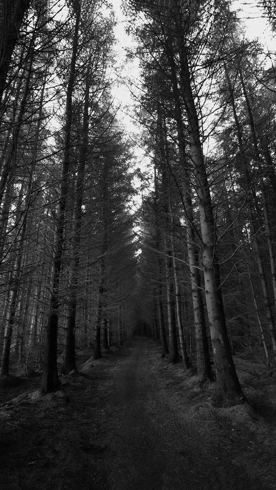 Dark Forest Wallpaper - TubeWP Dark Forest Wallpaper - TubeWP