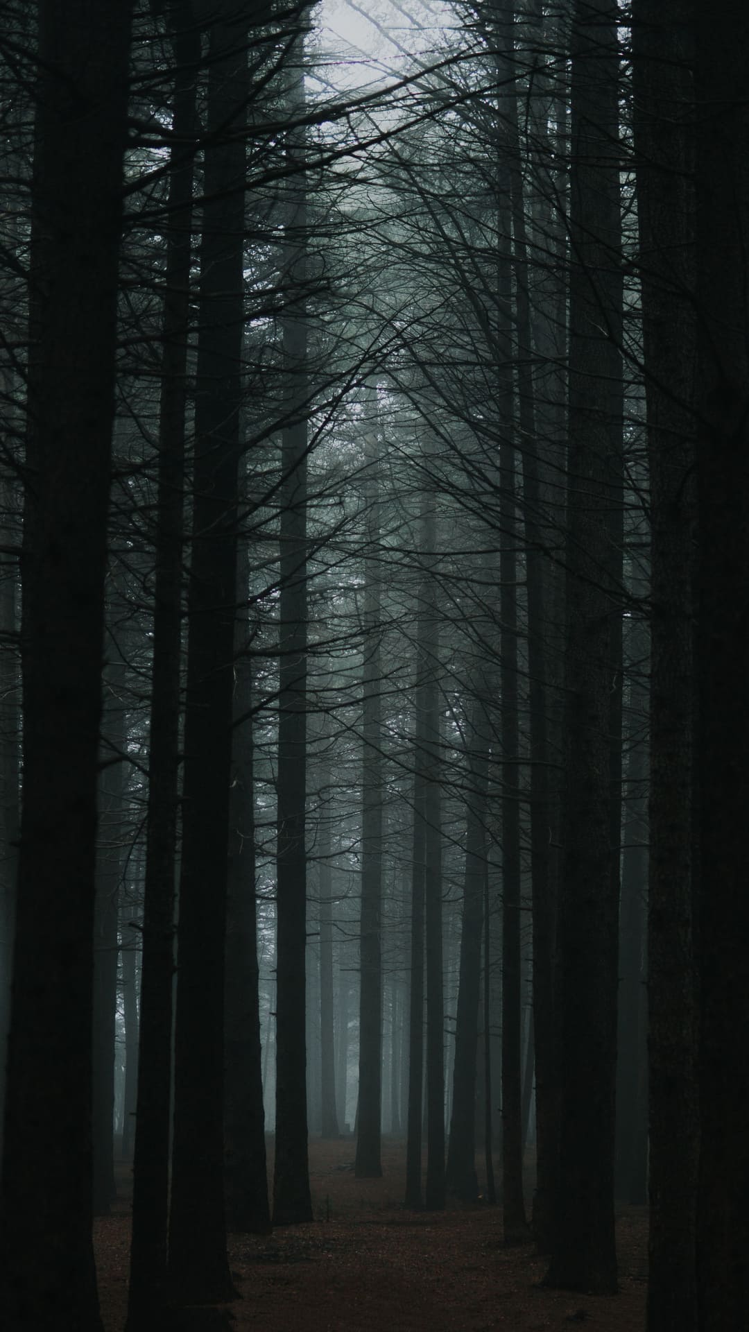 Dark Forest Wallpapers