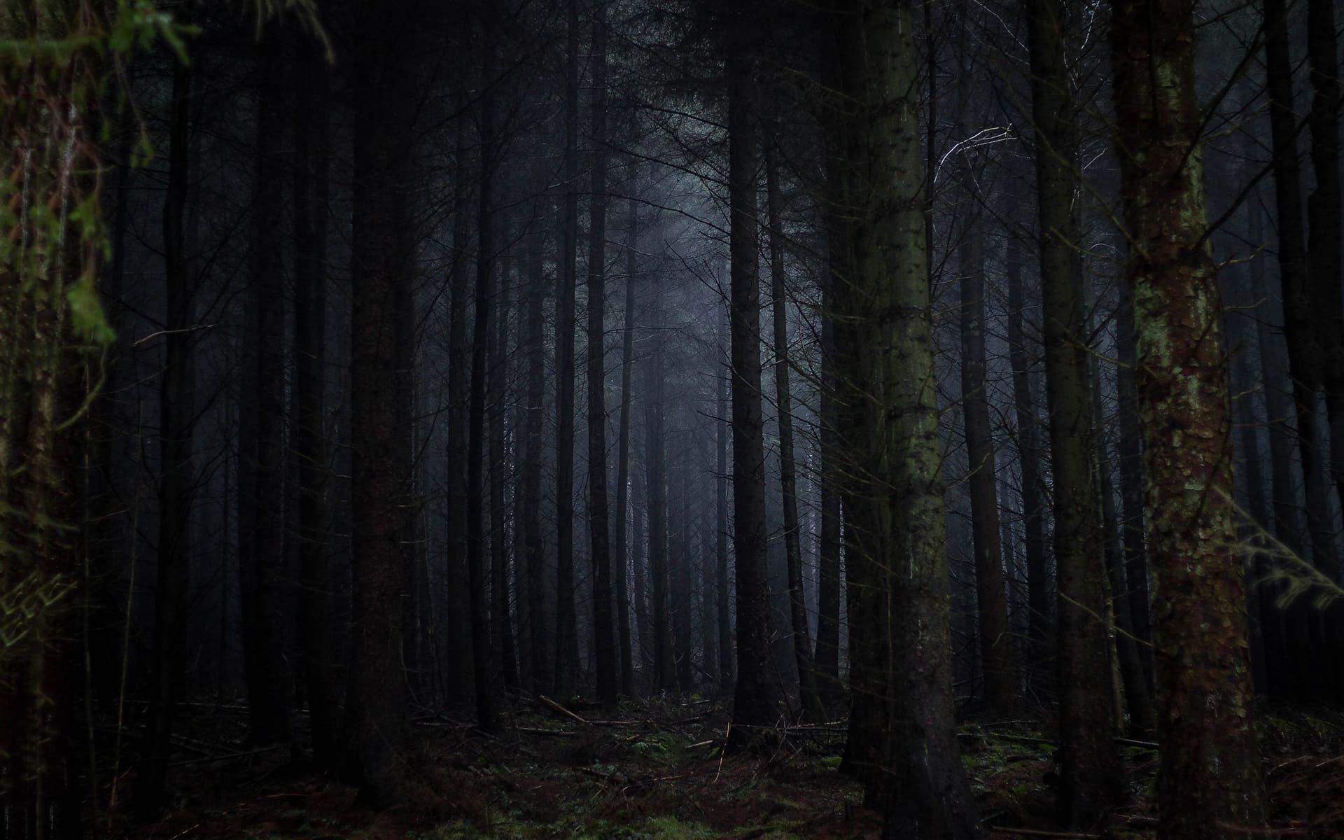 Dark Forest Wallpapers