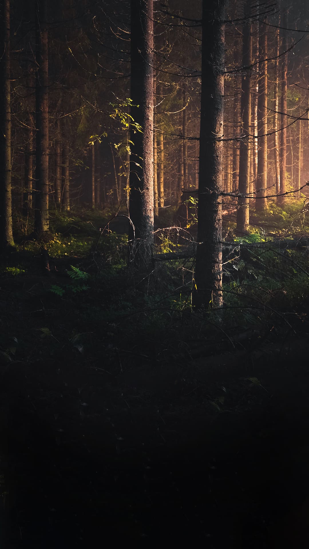 Dark Forest Wallpapers