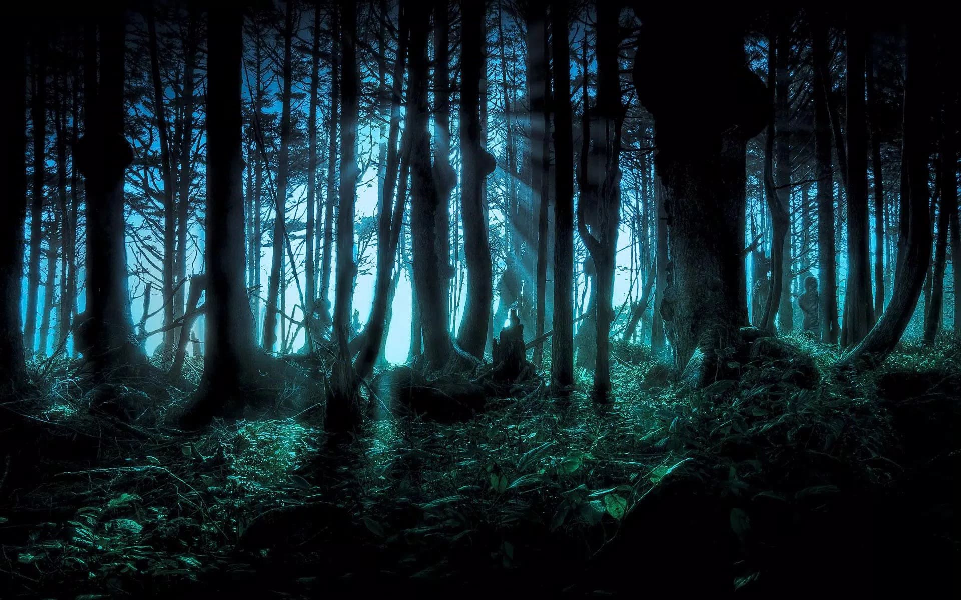 Dark Forest Wallpapers